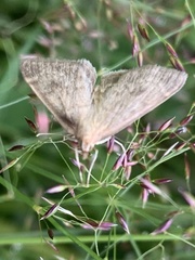 Anania fuscalis