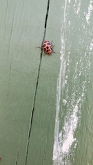 Coleomegilla maculata lengi