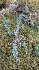 Astragalus rupifragus