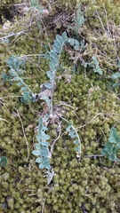 Astragalus rupifragus