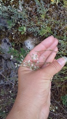 Asperula supina