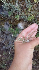 Asperula supina