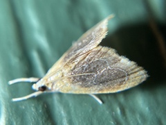 Glaphyria fulminalis