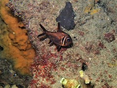 Trachichthys australis