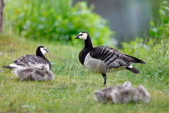 Branta leucopsis