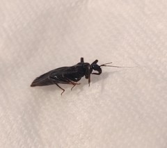 Reduvius personatus