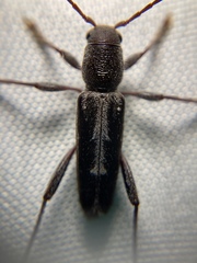 Xylotrechus sagittatus