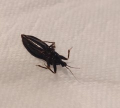 Reduvius personatus