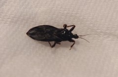 Reduvius personatus