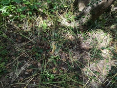Allium ursinum