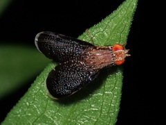 Eutreta noveboracensis
