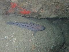 Thorogobius ephippiatus