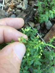 Galium californicum californicum