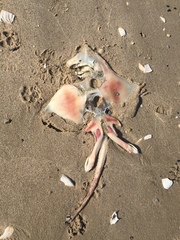 Rostroraja eglanteria