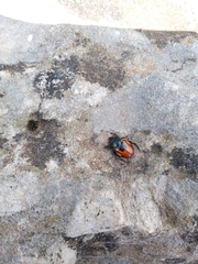 Anisoplia austriaca