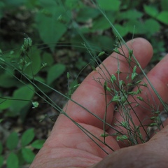 Festuca subverticillata