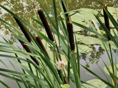 Typha