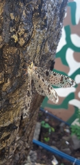 Palparini
