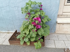 Malva sylvestris mauritiana