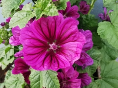 Malva sylvestris mauritiana