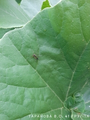 Ptychoptera contaminata