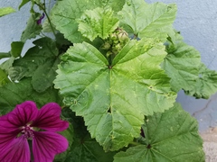 Malva sylvestris mauritiana