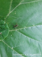 Ptychoptera contaminata