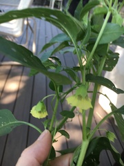 Physalis longifolia