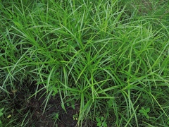 Scirpus polyphyllus