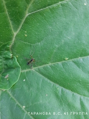 Ptychoptera contaminata