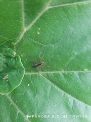 Ptychoptera contaminata