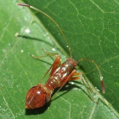 Paraxenetus guttulatus