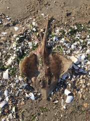 Rostroraja eglanteria