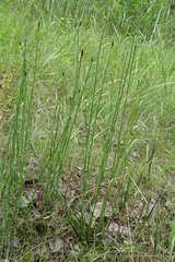 Equisetum × moorei