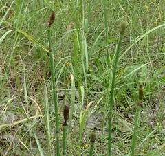 Equisetum × moorei