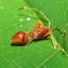 Paraxenetus guttulatus