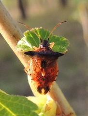 Elasmucha ferrugata