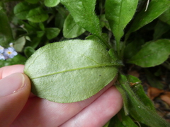 Myosotis arvensis