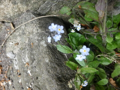 Myosotis arvensis