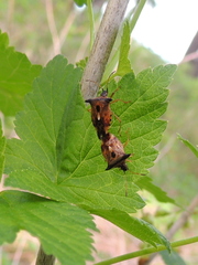 Elasmucha ferrugata