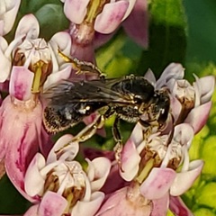Lasioglossum pectorale