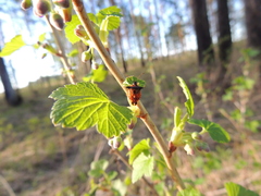 Elasmucha ferrugata