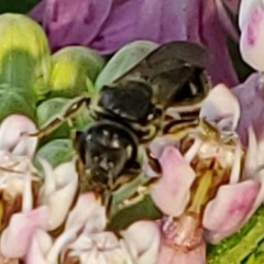 Lasioglossum pectorale