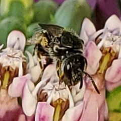 Lasioglossum pectorale