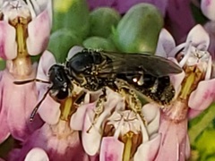 Lasioglossum pectorale