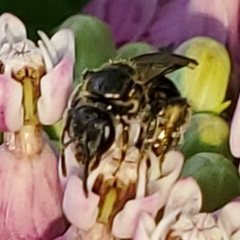 Lasioglossum pectorale