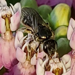 Lasioglossum pectorale