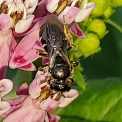 Lasioglossum pectorale