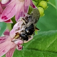 Lasioglossum pectorale