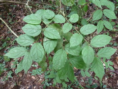 Jasminum pauciflorum